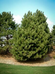 Сосна Чёрная (Pinus Nigra) купить по цене от 270.00р. в интернет-магазине «Посадика» с доставкой почтой в в Жердевкае и по всей России – [изображение №1].