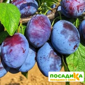 Слива Чачакская ранняя купить по цене от 229.00р. в интернет-магазине «Посадика» с доставкой почтой в в Жердевкае и по всей России – [изображение №1].