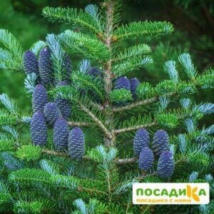 Пихта корейская (Abies koreana) купить по цене от 450.00р. в интернет-магазине «Посадика» с доставкой почтой в в Жердевкае и по всей России – [изображение №1].