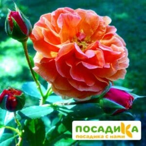 Роза Арабия купить по цене от 350.00р. в интернет-магазине «Посадика» с доставкой почтой в в Жердевкае и по всей России – [изображение №1].