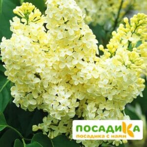 Сирень Примроуз (Primrose) купить по цене от 529.00р. в интернет-магазине «Посадика» с доставкой почтой в в Жердевкае и по всей России – [изображение №1].