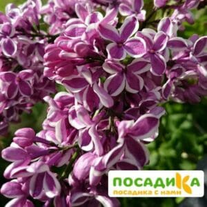 Сирень Сенсация купить по цене от 529.00р. в интернет-магазине «Посадика» с доставкой почтой в в Жердевкае и по всей России – [изображение №1].