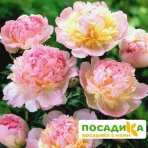 Пион Распберри Сандей (Paeonia Raspberry Sundae) купить по цене от 959р. в интернет-магазине «Посадика» с доставкой почтой в в Жердевкае и по всей России – [изображение №1].