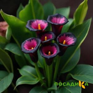 Калла Аура Лейс купить по цене от 400р. в интернет-магазине «Посадика» с доставкой почтой в в Жердевкае и по всей России – [изображение №1].
