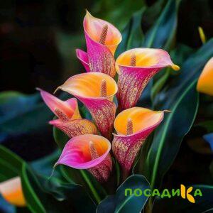 Калла Оникс купить по цене от 450р. в интернет-магазине «Посадика» с доставкой почтой в в Жердевкае и по всей России – [изображение №1].