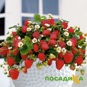 Клубника Рубиновый Шепот (горшечная) купить по цене от 240р. в интернет-магазине «Посадика» с доставкой почтой в в Жердевкае и по всей России – [изображение №1].