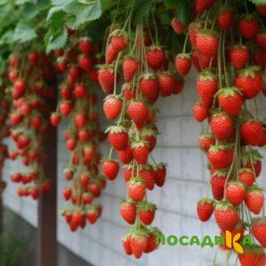 Клубника вьющаяся Комплимент купить по цене от 470р. в интернет-магазине «Посадика» с доставкой почтой в в Жердевкае и по всей России – [изображение №1].