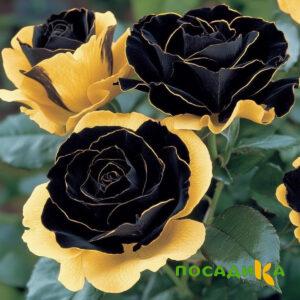 Роза Ханни Сикл купить по цене от 700р. в интернет-магазине «Посадика» с доставкой почтой в в Жердевкае и по всей России – [изображение №1].
