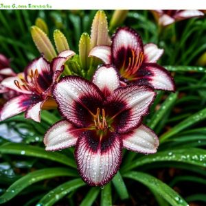 Лилейник Крим Сикл купить по цене от 799р. в интернет-магазине «Посадика» с доставкой почтой в в Жердевкае и по всей России – [изображение №1].