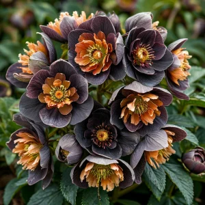 Морозник Блум Айс купить по цене от 499р. в интернет-магазине «Посадика» с доставкой почтой в в Жердевкае и по всей России – [изображение №1].