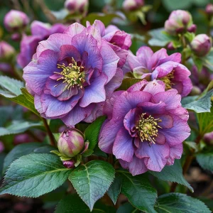 Морозник Айс Принцесс Чарм купить по цене от 650р. в интернет-магазине «Посадика» с доставкой почтой в в Жердевкае и по всей России – [изображение №1].